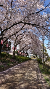 上沼公園の桜