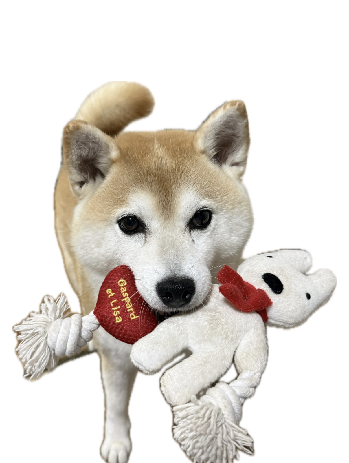 「皮膚糸状菌」てなんだろう？